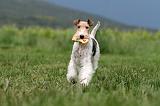 FOX TERRIER 686